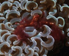 Achaeus japonicus