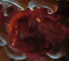 Achaeus japonicus