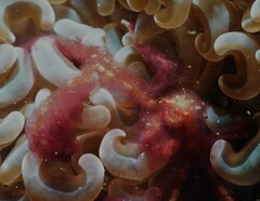 Achaeus japonicus