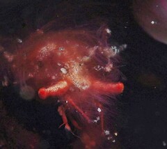 Achaeus japonicus