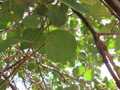 Cordia monoica