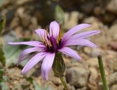 Catananche caerulea