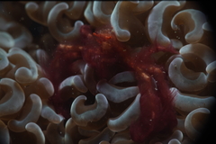 Achaeus japonicus
