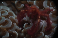 Achaeus japonicus