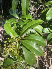 Ardisia