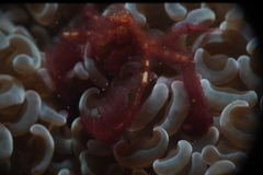 Achaeus japonicus