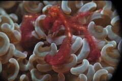 Achaeus japonicus
