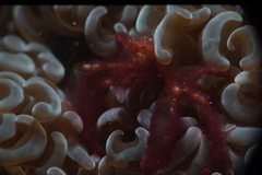 Achaeus japonicus