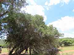 Cordia monoica