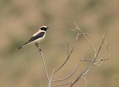 Oenanthe hispanica