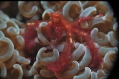 Achaeus japonicus