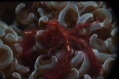 Achaeus japonicus