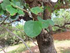 Cordia monoica