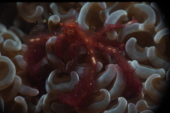 Achaeus japonicus