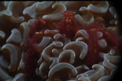 Achaeus japonicus