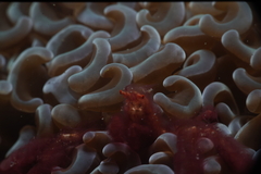 Achaeus japonicus