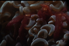 Achaeus japonicus