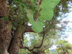 Cordia monoica