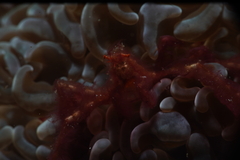 Achaeus japonicus