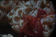 Achaeus japonicus