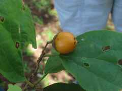 Cordia monoica