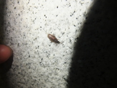 Luprops orientalis