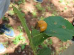 Cordia monoica
