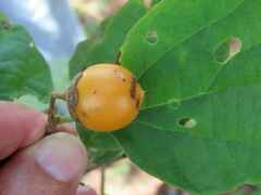 Cordia monoica
