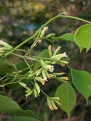 Dalbergia sissoo