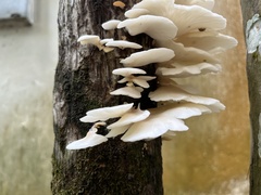 Pleurotus albidus