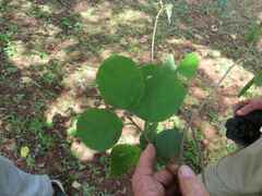 Cordia monoica