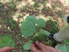 Cordia monoica