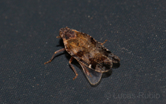Cixiosoma bonaerense
