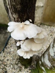 Pleurotus albidus
