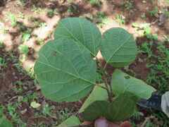 Cordia monoica