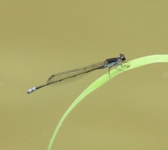 Pseudagrion commoniae