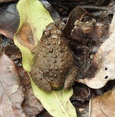 Phrynobatrachus natalensis