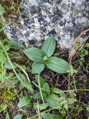 Ophrys x brigittae