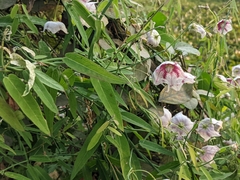 Oxystelma esculentum