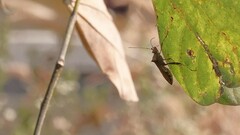 Riptortus linearis