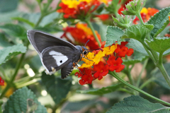 Coeliades anchises