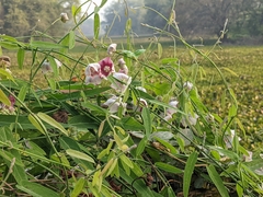 Oxystelma esculentum