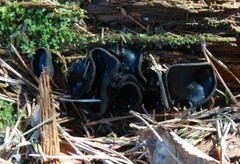 Pseudoplectania nigrella