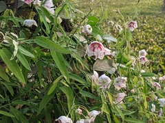 Oxystelma esculentum