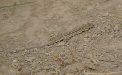 Acanthodactylus erythrurus