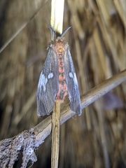 Palasea albimacula
