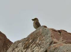 Emberiza calandra