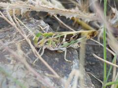 Oedaleus decorus