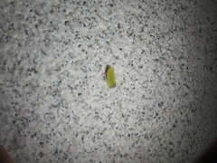 Earias pudicana