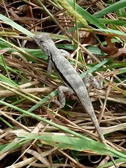 Sceloporus woodi